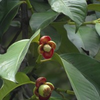 Garcinia mangostana L.